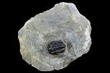 Detailed Gerastos Trilobite Fossil - Morocco #125286-2